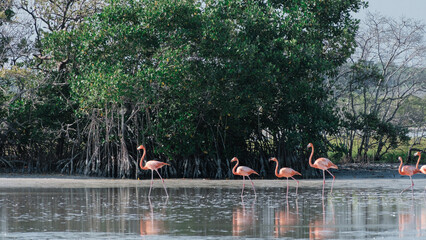 Pink flamingos walking in the Rio Lagartos reserve