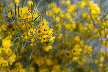 Cassia artemisioides, Senna artemisioides, yellow senna flowers. Israel. selective soft focus.