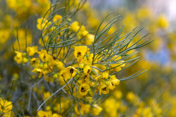 Cassia artemisioides, Senna artemisioides, yellow senna flowers. Israel. selective soft focus.
