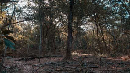 Fototapeta premium Jungle in Calakmul, Yucatan, 