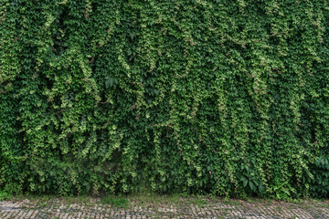 Hedge fence with green lush foliage growing outside of building facade. House exterior is covered with ivy plant.