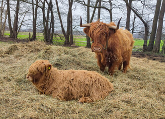 Highland Rinder stehen auf der Weide im Stroh 