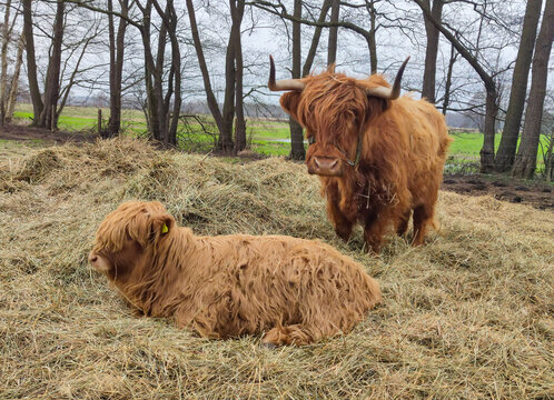 Highland Rinder stehen auf der Weide im Stroh 