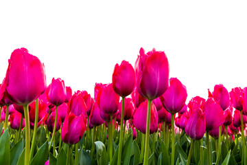 Pink tulips in Spring on transparent background