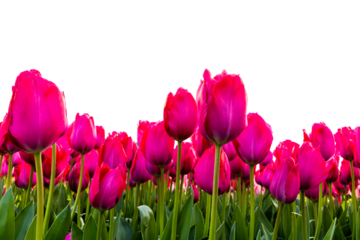 Pink tulips in Spring on transparent background