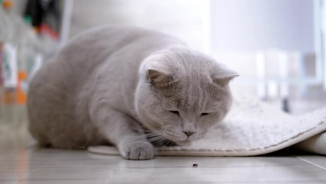 Curious Cat is Playing with a Small Crawling Beetle on Rug in a Room on Floor. Playful British fluffy purebred gray cat is watching an insect, sniffing, hunting. Pet behavior. Blurred background.