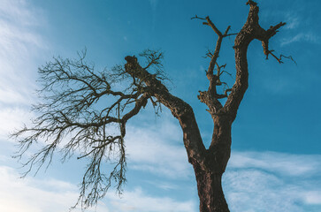 Look up