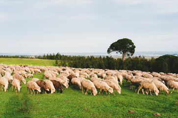 Sheeples in Paradise: A Flock-tastic Adventure