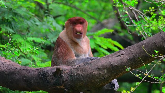 (Nasalis larvatus) long-nosed monkey with reddish-brown hair
