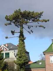 the tall ivy-cloaked pine in amalienau, kaliningrad, russia