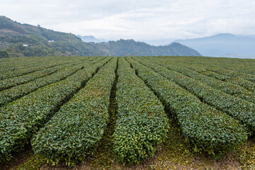 Fototapeta na wymiar Tea field in Shizhuo Trails at Alishan of Taiwan