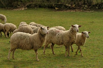 Moutons dans un pré.