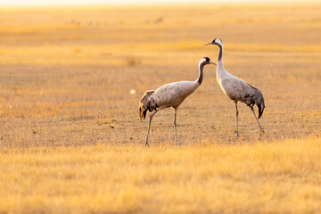 Obraz premium Pareja de grullas comunes (grus grus) en un cálido atardecer