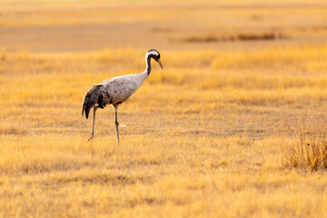 Grulla común (grus grus) en un campo en un atardecer dorado