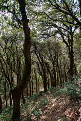 Obraz premium Wald bei der Einsiedelei Carceri, Assisi, Italien