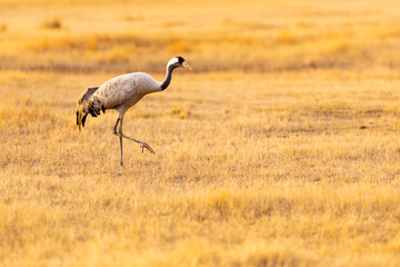 Grulla común (grus grus) en un campo en un atardecer dorado