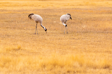 Obraz premium Pareja de grullas comunes (grus grus) comiendo - alimentándose al atardecer