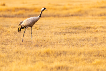 Obraz premium Grulla común (grus grus) en un campo en un atardecer dorado