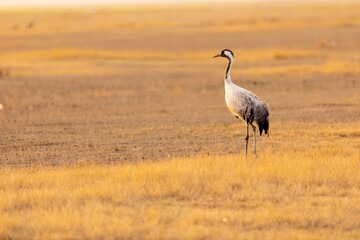 Obraz premium Grulla común (grus grus) en un campo en un atardecer dorado