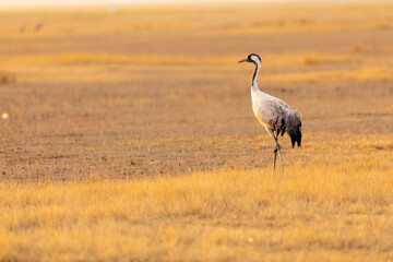 Grulla común (grus grus) en un campo en un atardecer dorado