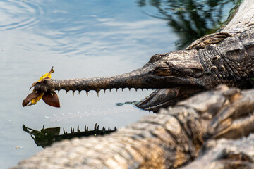 crocodile in the zoo