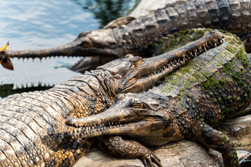 crocodile in the zoo