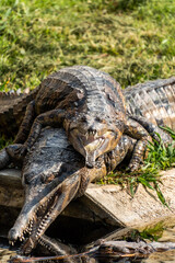 crocodile in the zoo
