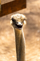 san antonio zoo ostrich