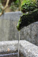 green moss on the tradition bamboo fountain. stream water  of japanese fountain,high humidity.closeup stream water from bamboo