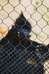 san antonio zoo wildlife