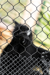 san antonio zoo wildlife