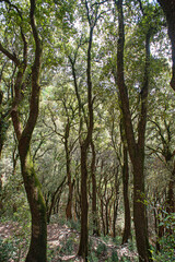 Wald bei der Einsiedelei Carceri, Assisi, Italien