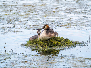 A pair of water birds, Great Crested Grebe, feeding chick at nest.