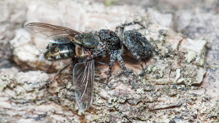 macro of a fly