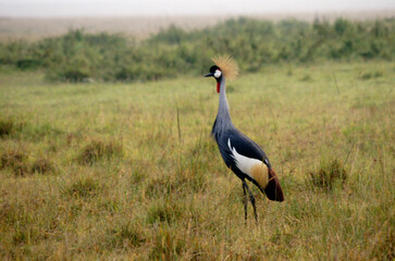 Crowned Crane in Masai Mara, Kenya