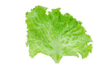 Lettuce. Salad leaf