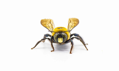 Male Eastern carpenter bee - Xylocopa virginica - face view from the front.  Isolated cutout on white background