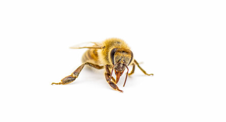 western honey bee or European honey bee - Apis mellifera - closeup front view of face with tongue out, isolated on white background