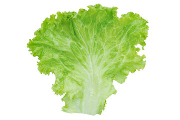 Lettuce. Salad leaf