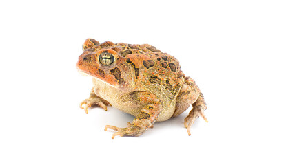 toad isolated on white background.  Southern toad - Anaxyrus terrestris - front side profile view, frown, warty bumpy skin, adorable