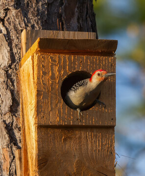 Red bellied woodpecker - Melanerpes carolinus - poking out of a man made nesting box in yellow evening light.