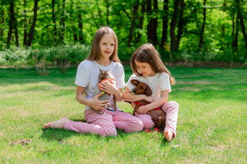 Naklejka na ściany i meble two happy little girls are walking in the park in the summer with their pets, small dogs dachshund and chihuahua. children's day