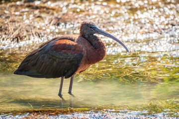 The glossy ibis, latin name Plegadis falcinellus, searching for food in the shallow lagoon.