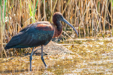 The glossy ibis, latin name Plegadis falcinellus, searching for food in the shallow lagoon.