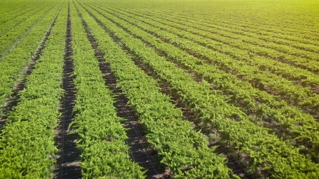 Aerial Shot Of Rows Of Grape Vines On A Large Farm In California’s Central Valley