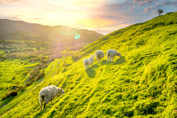 Irish Coast, Green Meadow, 