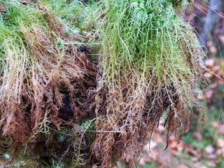 sphagnum moss collected in the forest with roots close-up