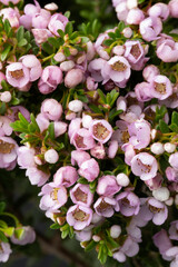 Australian pink flowering Thryptomene Shrub close up