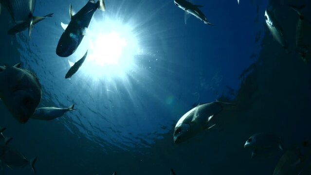 underwater fish scenery sun beams and rays underwater landscape sea breams
