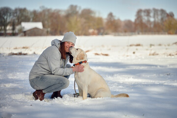 Young blond labrador retriever sitting in front of his mistress in a snowy landscape